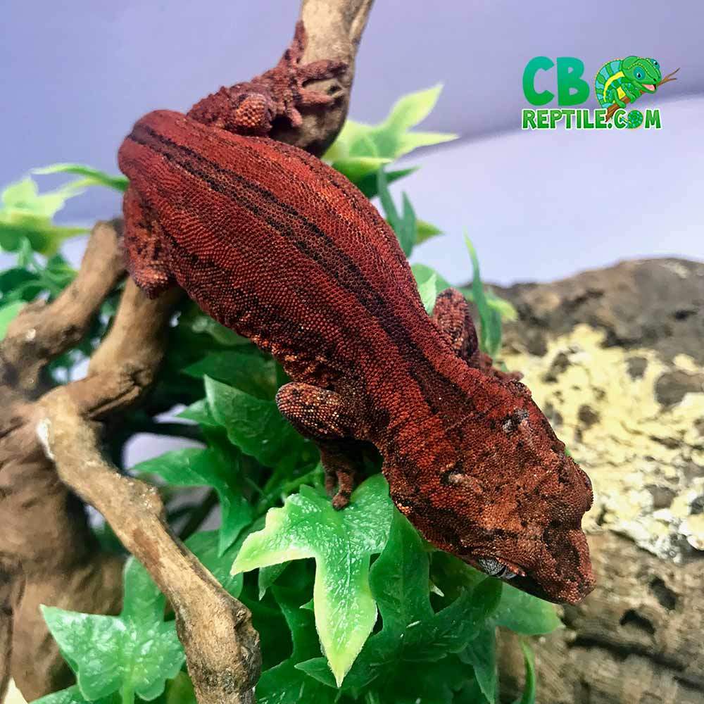 Red Gargoyle gecko for sale online baby red gargoyle