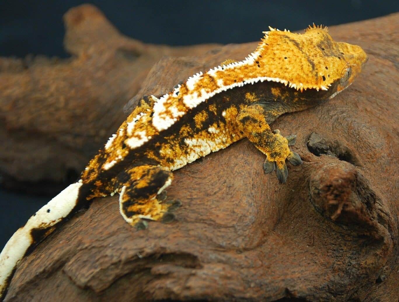 Tricolor crested gecko for sale online baby tricolor
