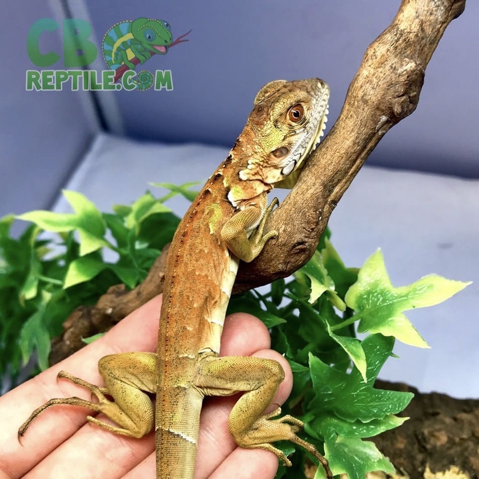 Red Iguana for sale online baby red iguanas for sale near