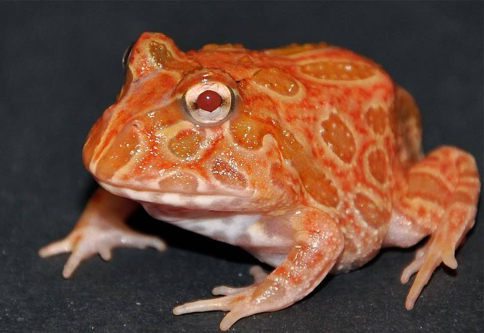 strawberry pineapple pacman frog Captive Bred Reptiles for sale Tortoise for sale, Geckos