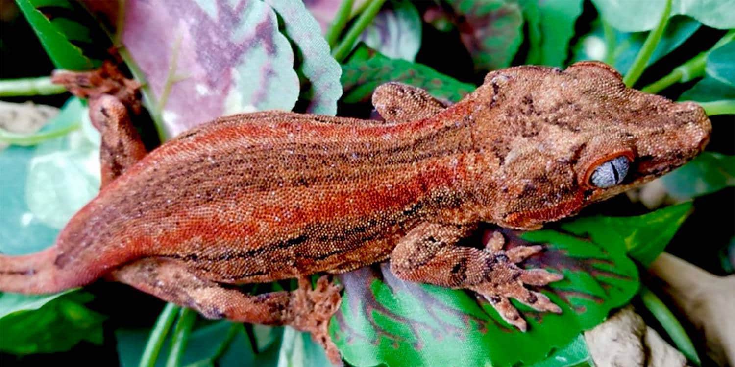 Gargoyle gecko for sale online buy baby gargoyle geckos