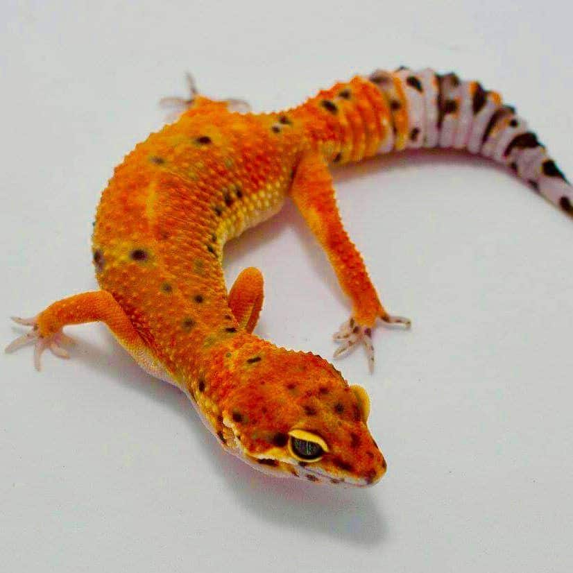 Inferno leopard gecko for sale Baby tangerine inferno