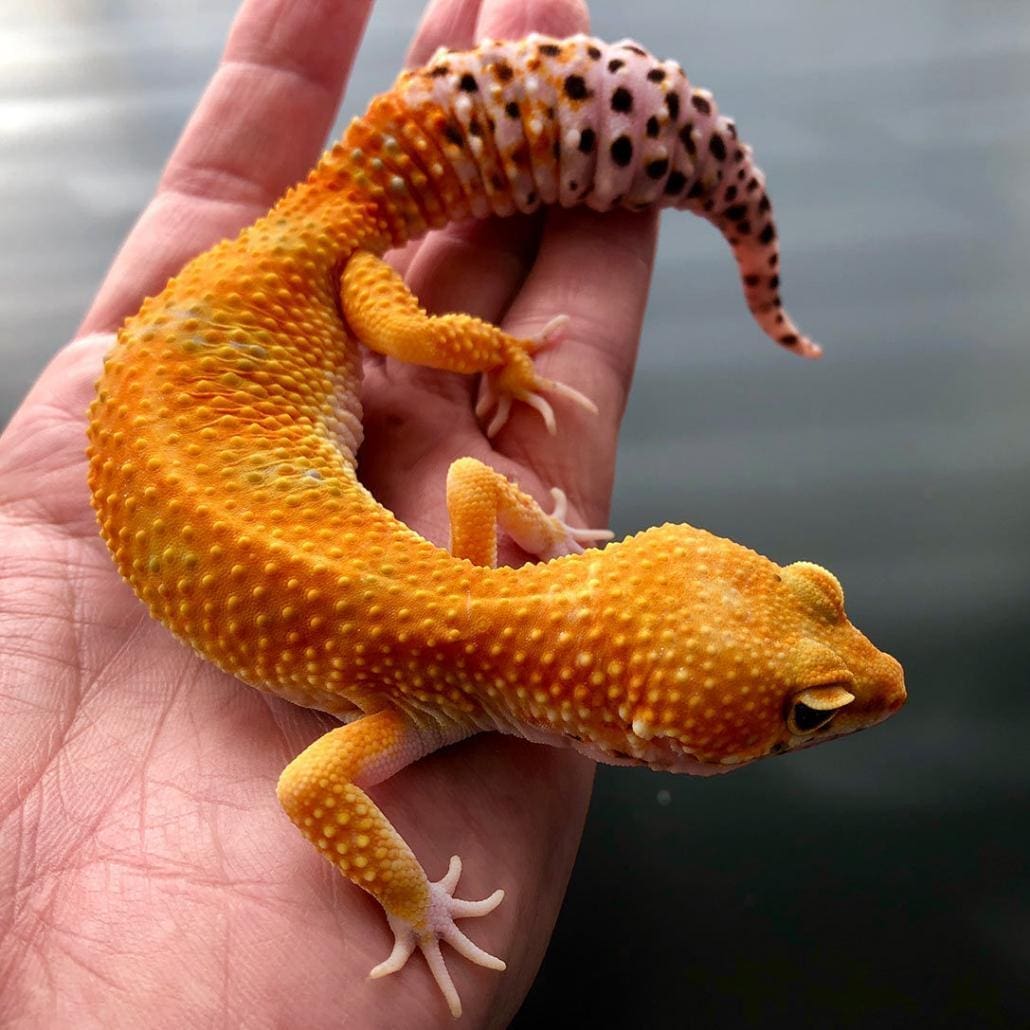 Tangerine leopard geckos for sale where to buy baby