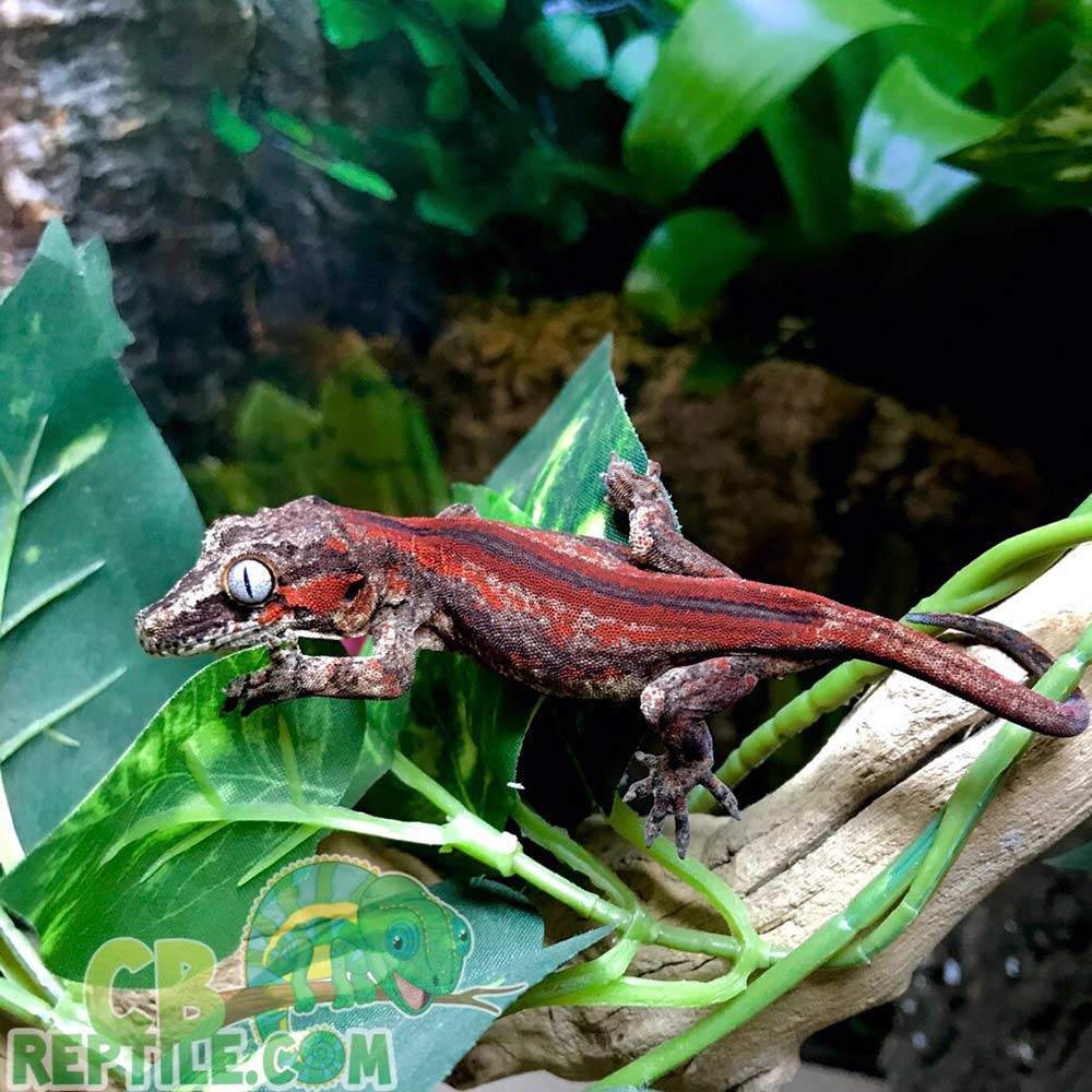 Red stripe gargoyle gecko for sale baby gargoyle geckos