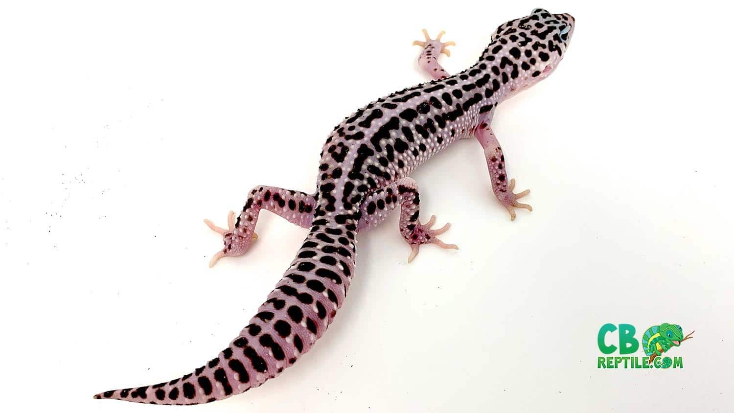 Mack snow leopard geckos for sale baby Mack Super snow
