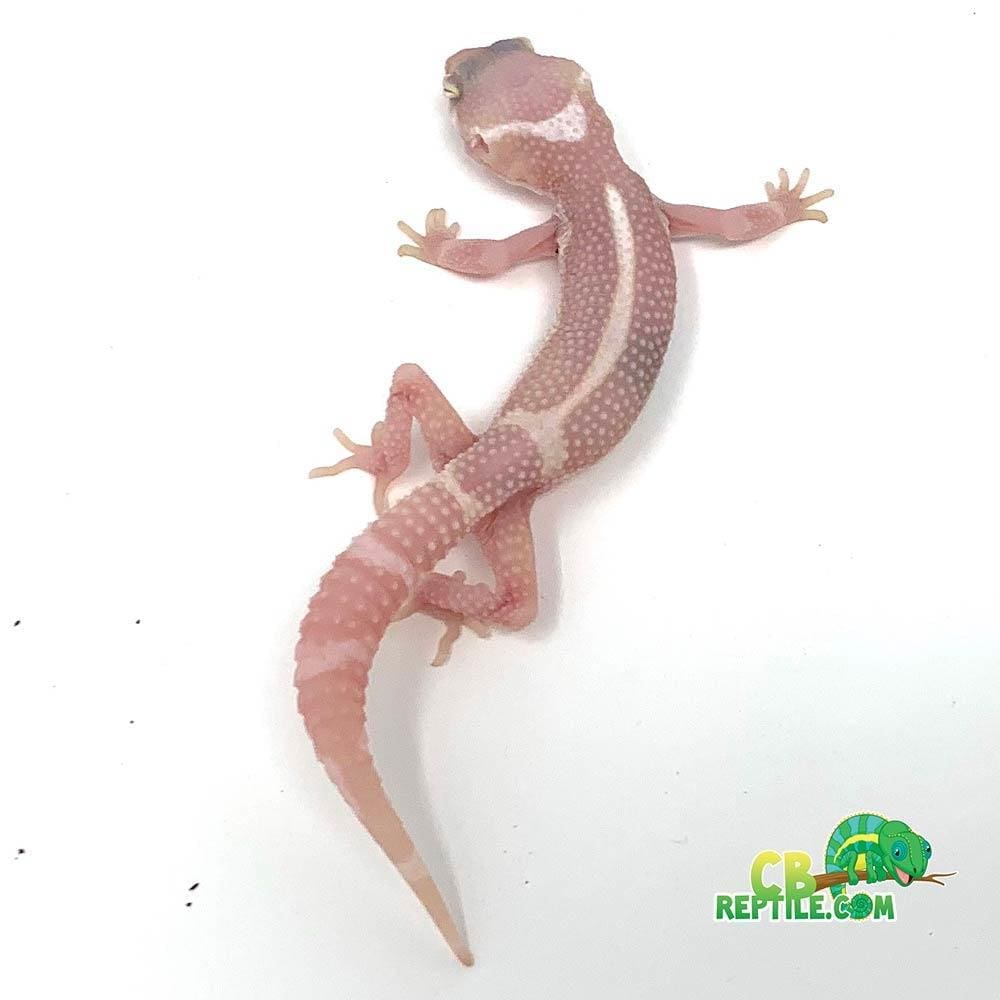 Albino black night leopard gecko for sale baby black