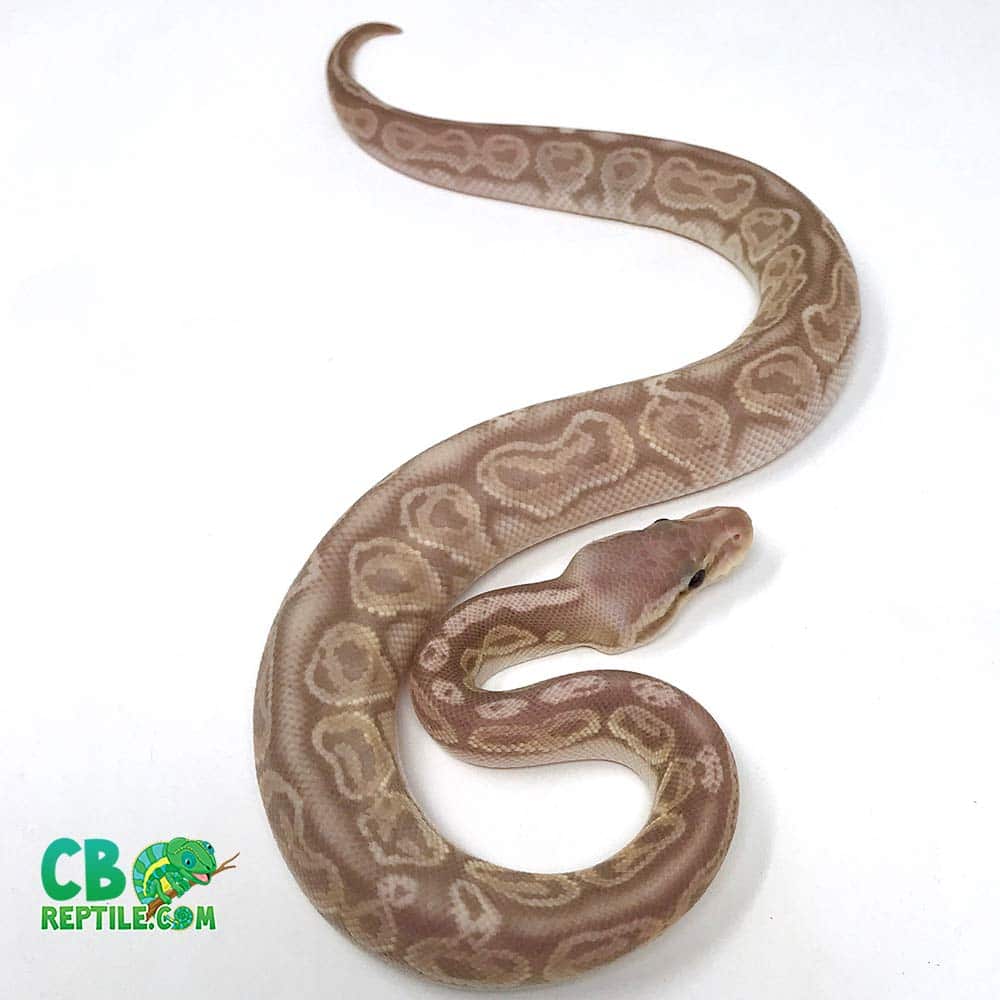 ball python size ball python growth ball python sizing