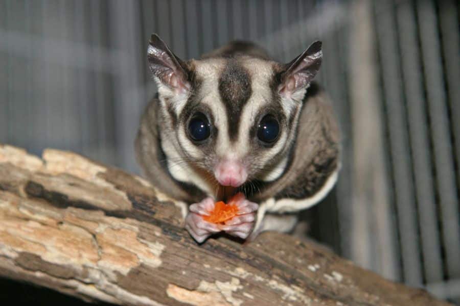 Sugar Glider for Sale Online Baby Sugar Glider for Sale