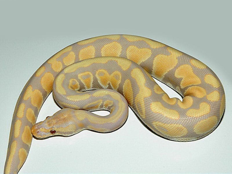 Candy ball python for sale from best ball python breeders online