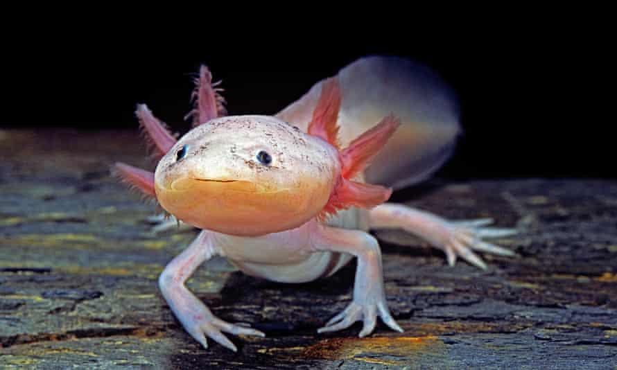 Axolotl for sale near me Buy baby Axolotl for sale online near me
