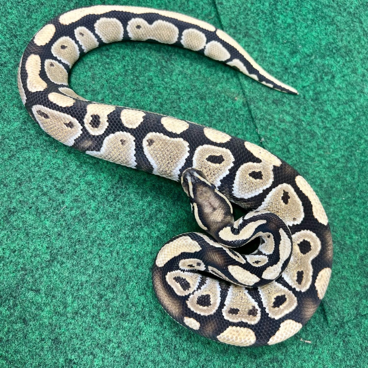 Low grade Axanthic Ghost ball python albino ball pythons for sale