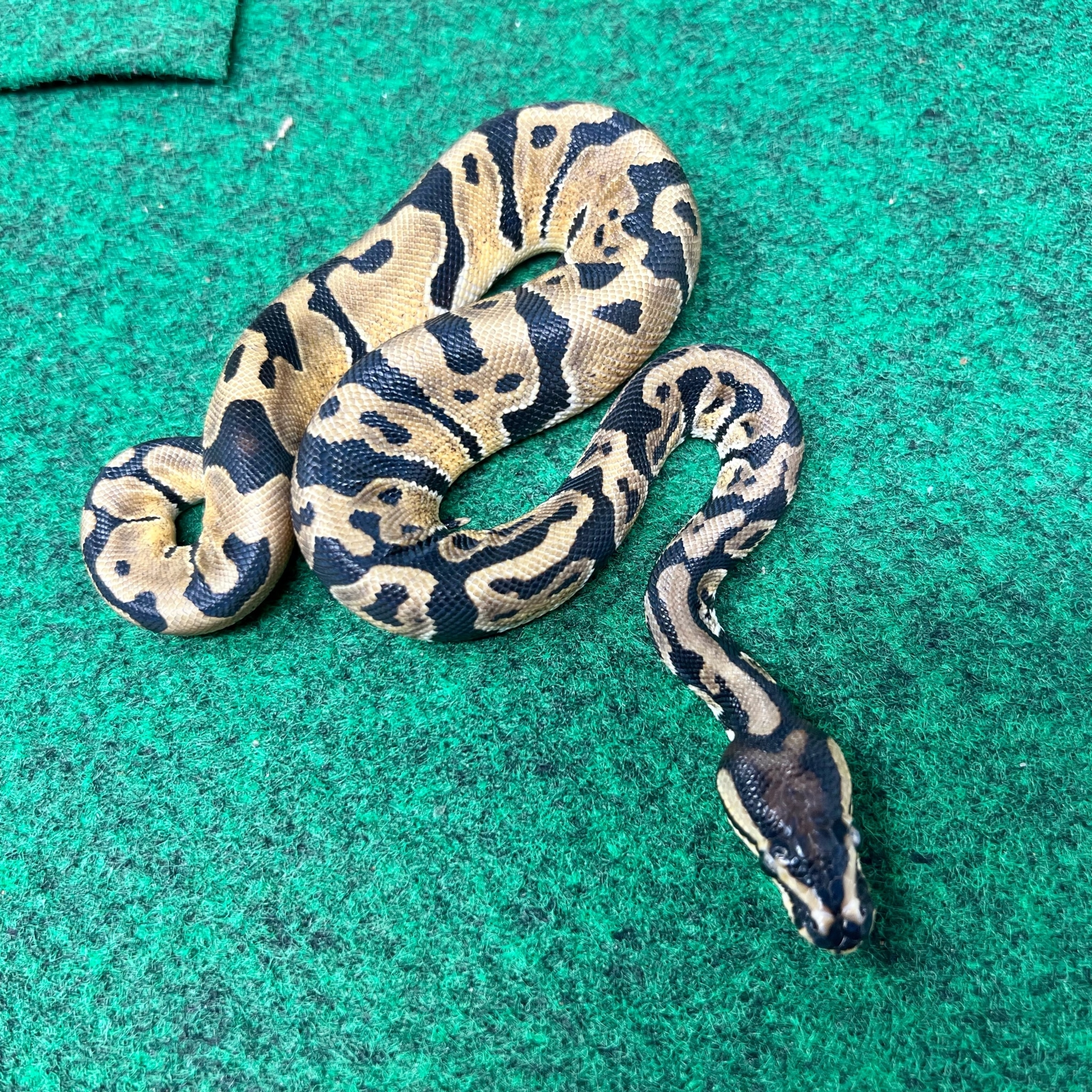 Female Ball Python for sale from the best ball python breeders