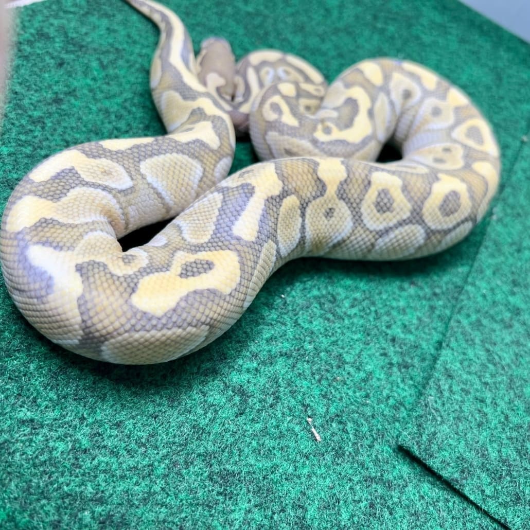 Exact Butter ball python for sale near me buy ball python online