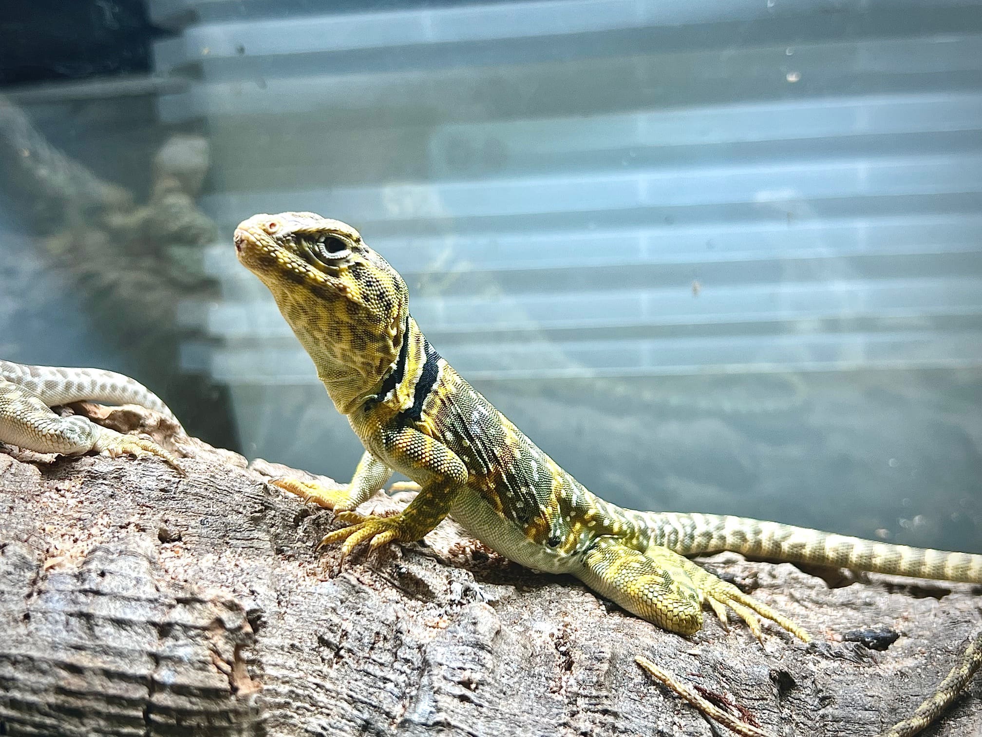 Eastern Collard Lizard for Sale