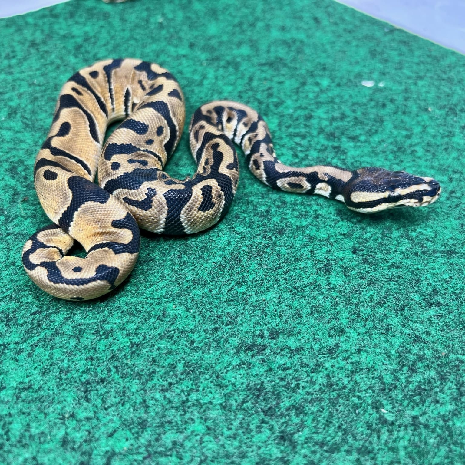 Female Ball Python for sale from the best ball python breeders