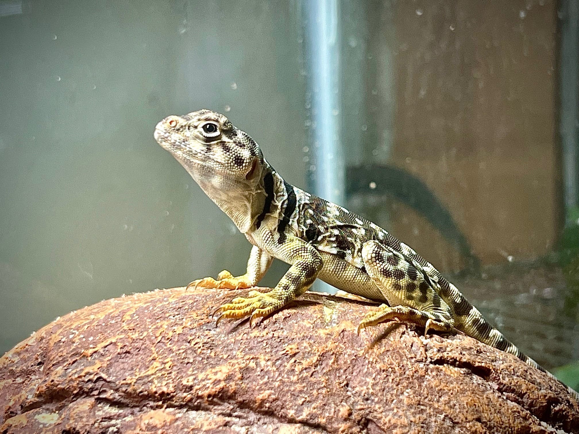 Eastern Collard Lizard for Sale