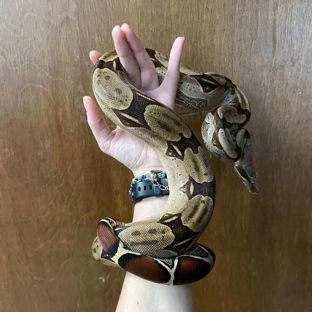 Red Tail boa CB Reptile Geckos for sale Chameleons for Sale