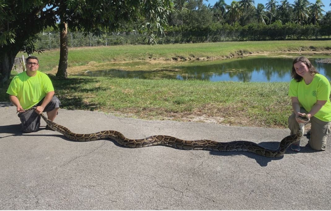 Massive snake is 2nd largest ever caught in Florida CBS 17
