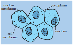 Cell Structure And Functions Cbse Science Class 8 Chapter Wise