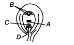 NEET Biology Mock Test 3 1