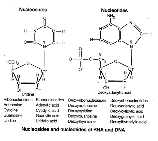 NEET Biology Notes Biomolecules and Enzyme Nucleic Acids CBSE Tuts