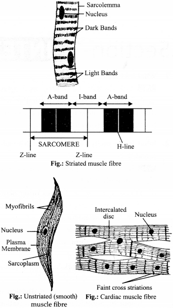 Get 100 percent accurate ncert solutions for class 9 science chapter 6 (tissues) explained by expert science teachers. Ncert Solutions For Class 9 Science Chapter 6 Tissues Cbse Tuts