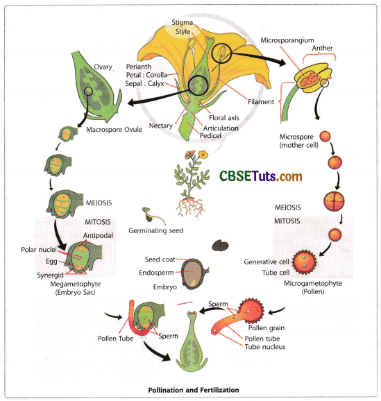 Fertilization of Plants Process of Fertilization in Plants CBSE Tuts