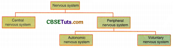Human Nervous System - Structure, Function & Parts - CBSE Tuts