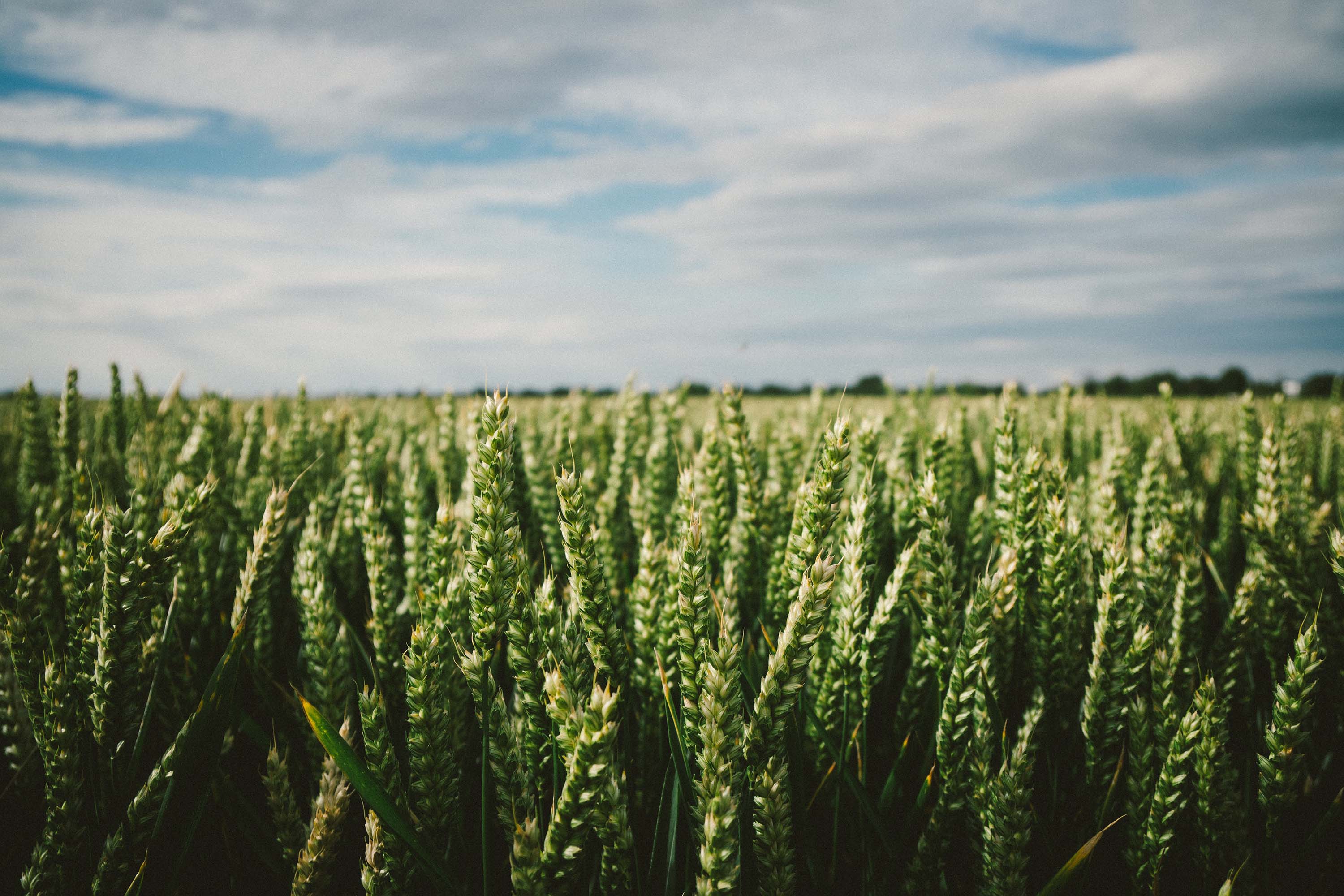 An Overview of Cropping within CCC for Harvest 2018 CCC Agronomy