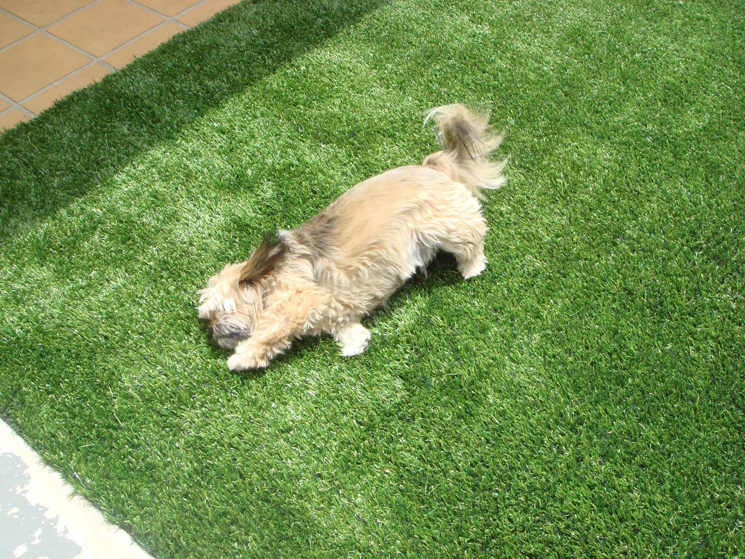 How to Choose a Reliable Artificial Grass for Dogs? CCGrass
