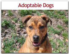 Adoptable Pets