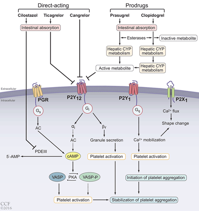 Dual antiplatelet therapy for acute coronary syndromes How long to