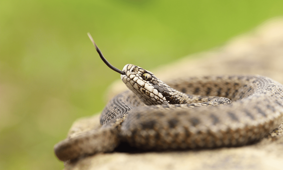 How Common Are Rattlesnake Bites