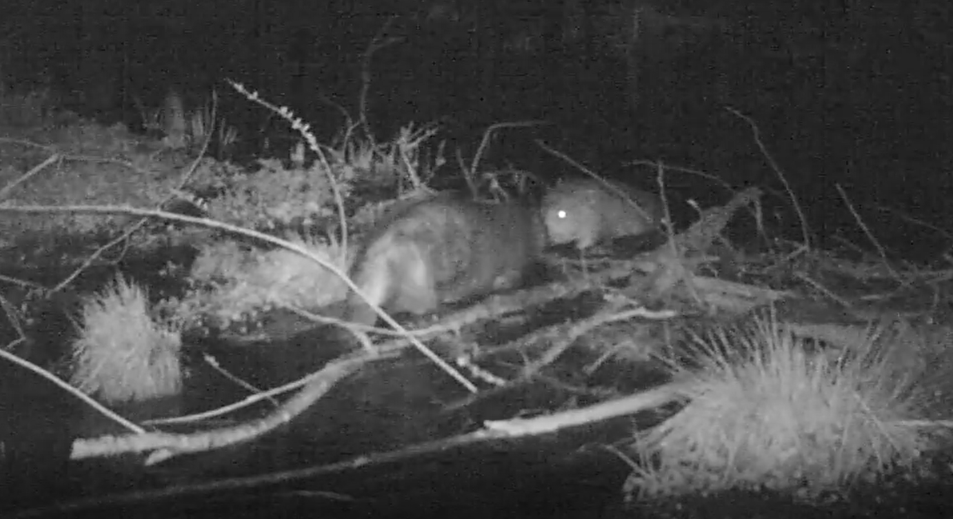 La population de castors s'agrandit à la CCPVM