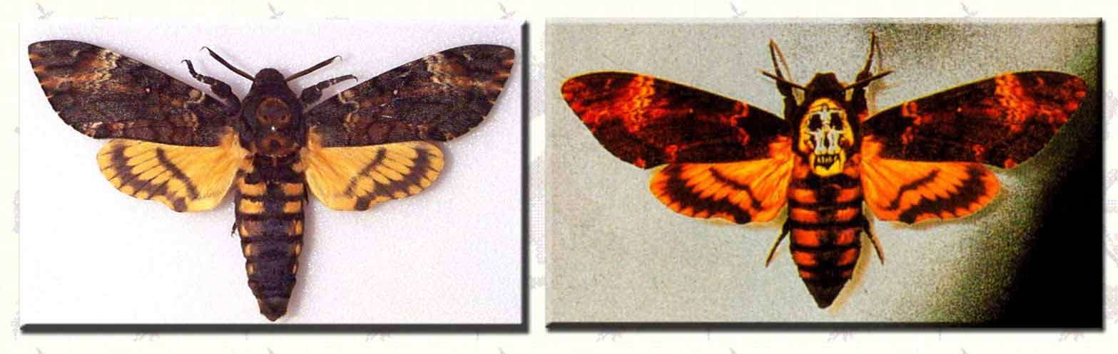 Il Silenzio Degli Innocenti Con Annesso Messaggio Subliminale