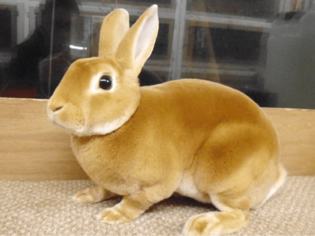 How to Care for a Rabbit Your Ultimate Guide