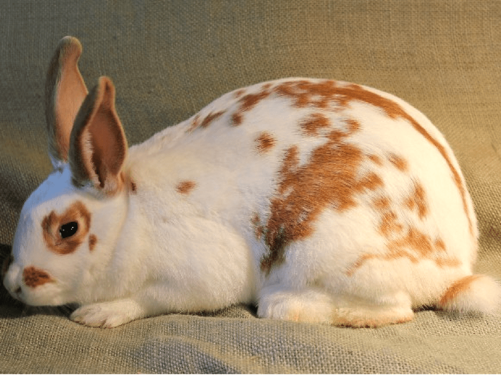 New Zealand Rabbit Central California SPCA, Fresno, CA