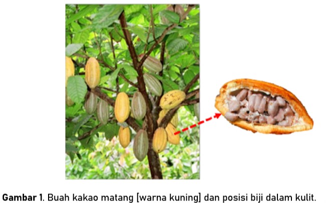 Mengenal Varian Produk Cokelat Di Pasaran - Coffee & Cacao Training Center