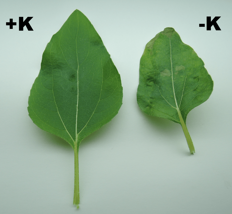 CDFA FREP CA Fertilization Guidelines Sunflower