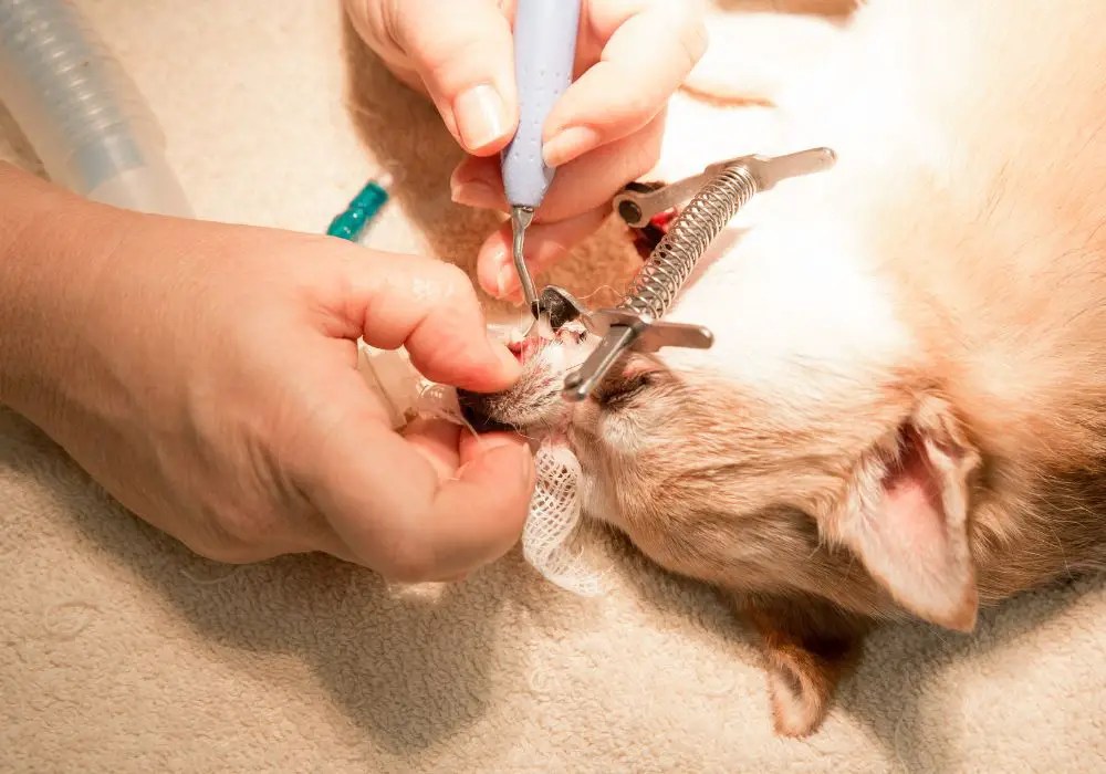 How Long Is a Dog Under Anesthesia for Teeth Cleaning? (Ultimate Guide)