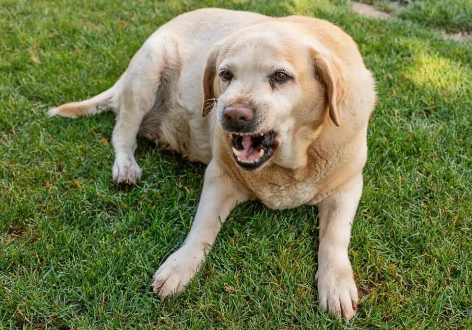 Why Does My Dog Growl and Show Teeth When I Pet Him? (6 Common Reasons)