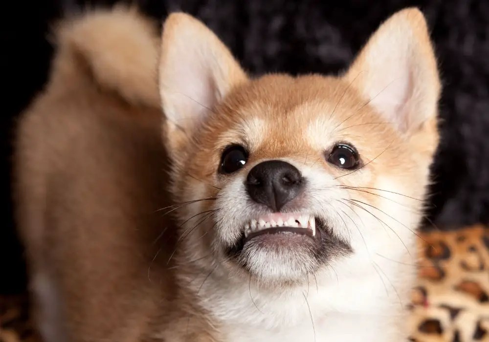 When Do Dogs Lose Their Baby Teeth? (With Teeth Caring Tips)