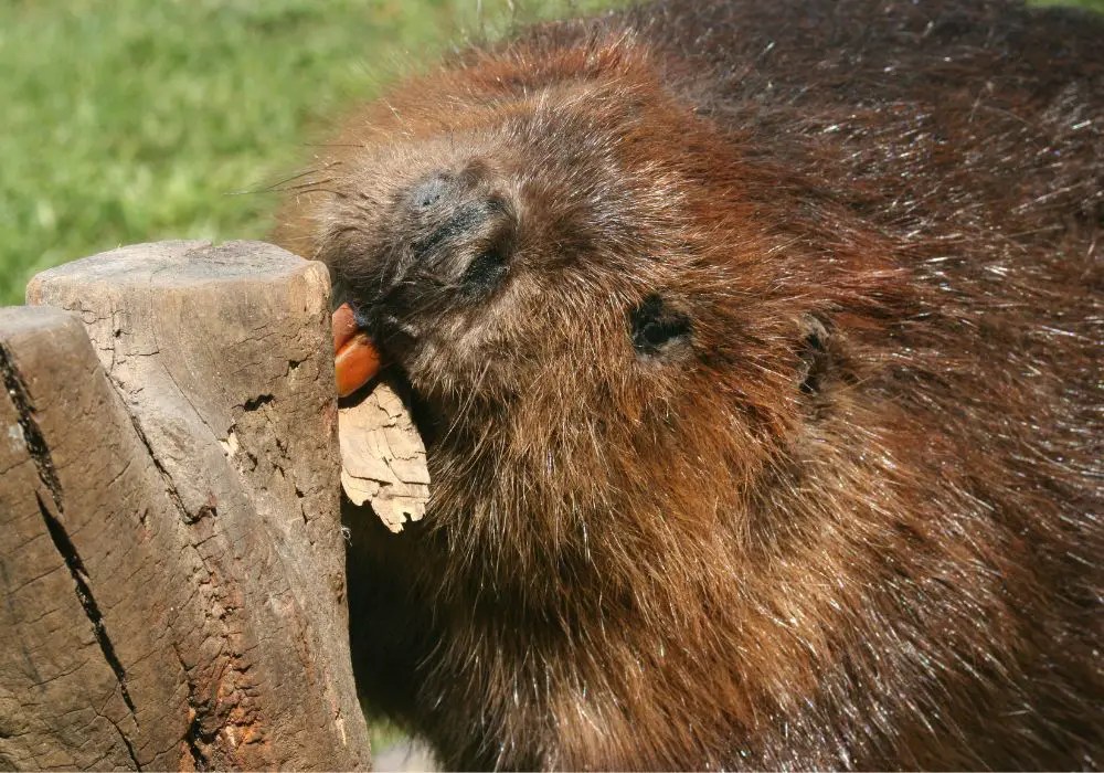 Why Are Beaver Teeth Brown? (Fun Facts)