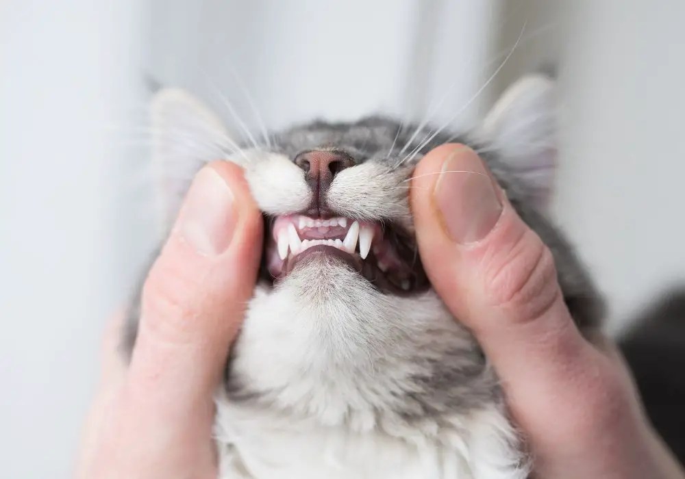 Can I Use Human Toothpaste On My Cat? (Everything You Need To Know)