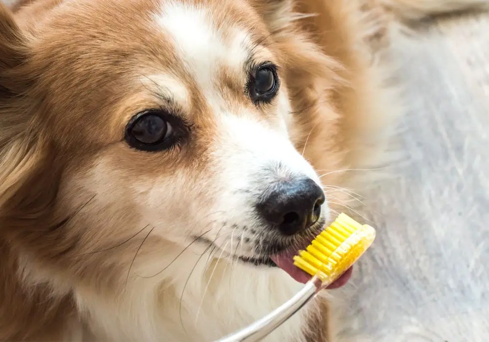 Can You Brush a Dog's Teeth with Regular Toothpaste? A Guide to Keeping