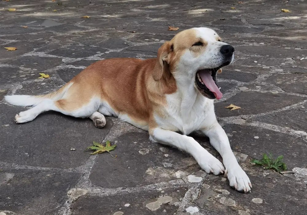 Why Do Male Dogs Chomp Their Teeth? (Detailed Explanation)