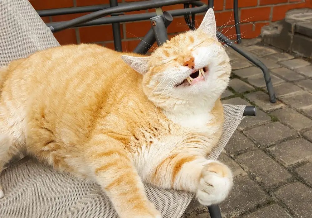 Do Cat Teeth Fall Out All You Need to Know About Your Feline Friend's
