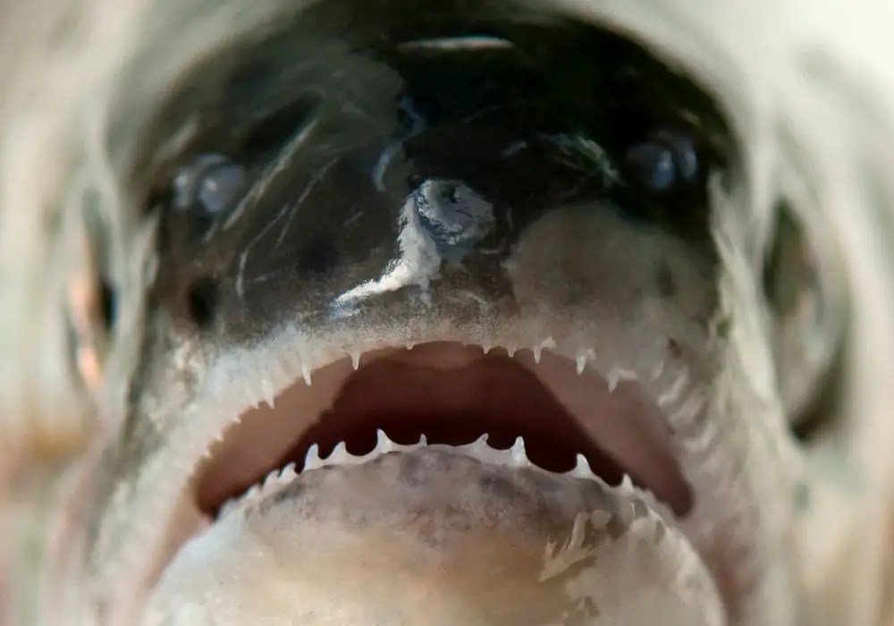 Are Fish Teeth Sharp? Exploring the Tooth Structure of Aquatic Creatures