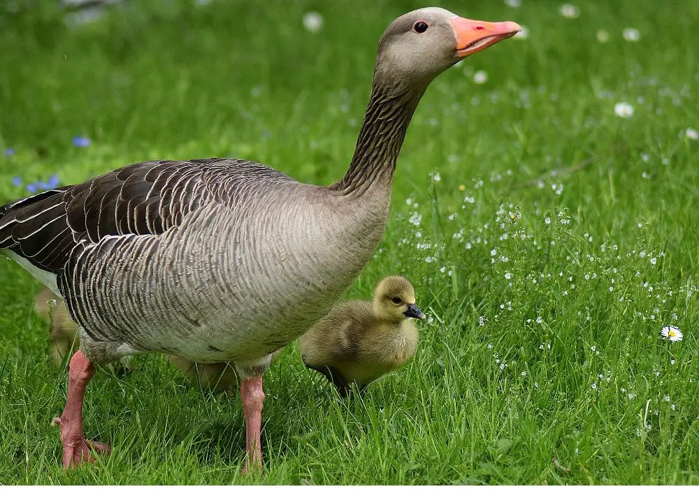 Do Geese Teeth Hurt? The Truth About Geese Dental Health