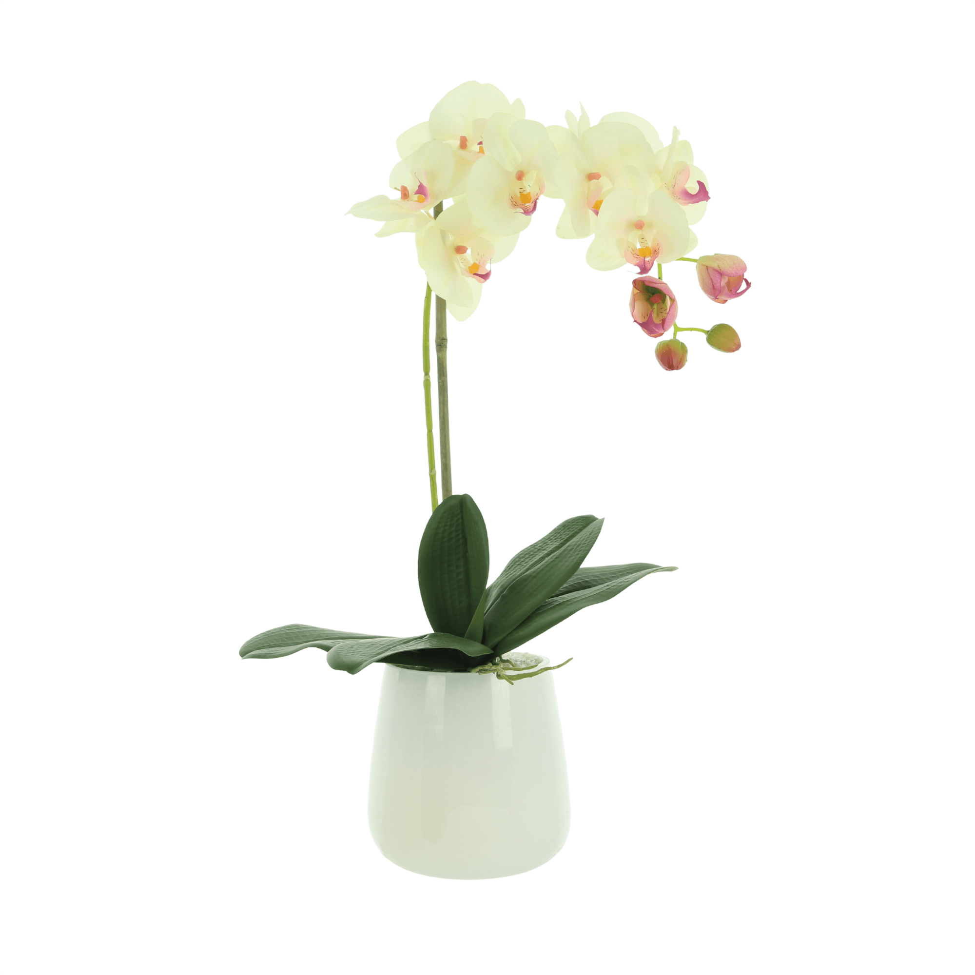 Orchids in Vase Creative Displays and Designs inc